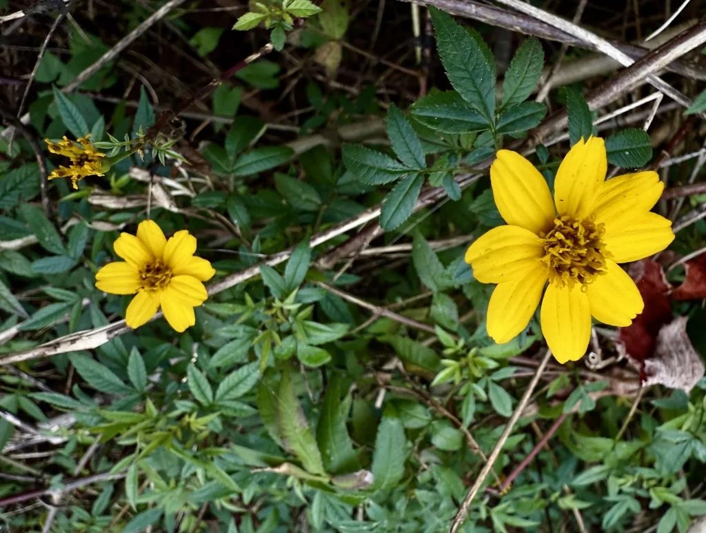 Tagetes Lemmonii