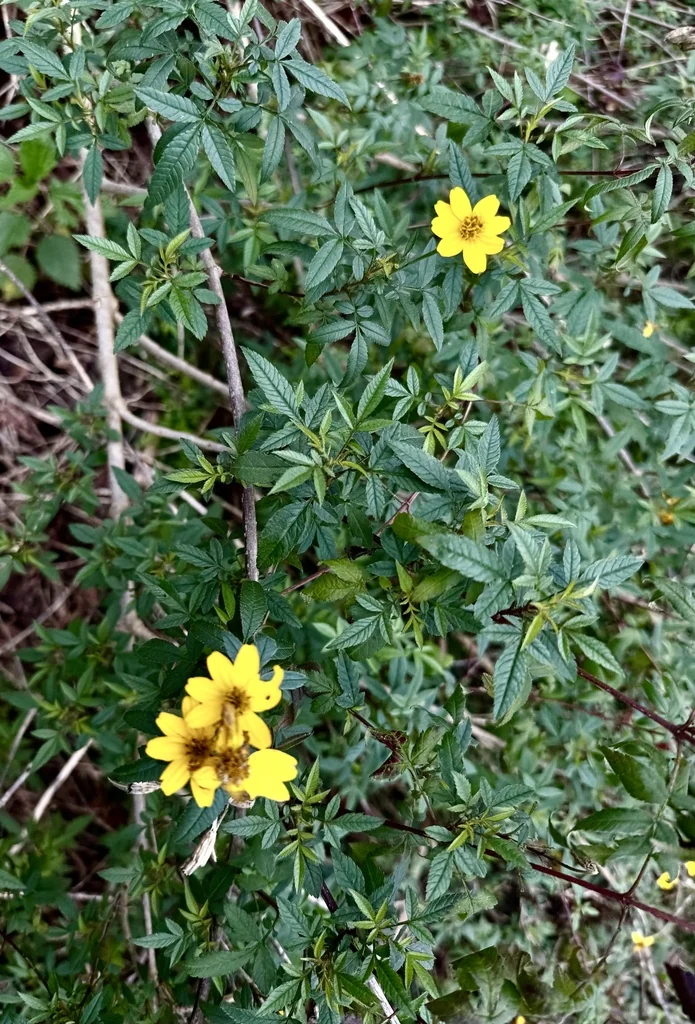 Tagetes Lemmonii