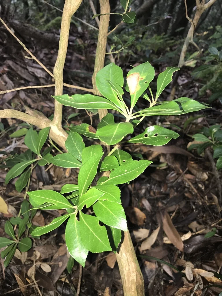 Pieris japonica