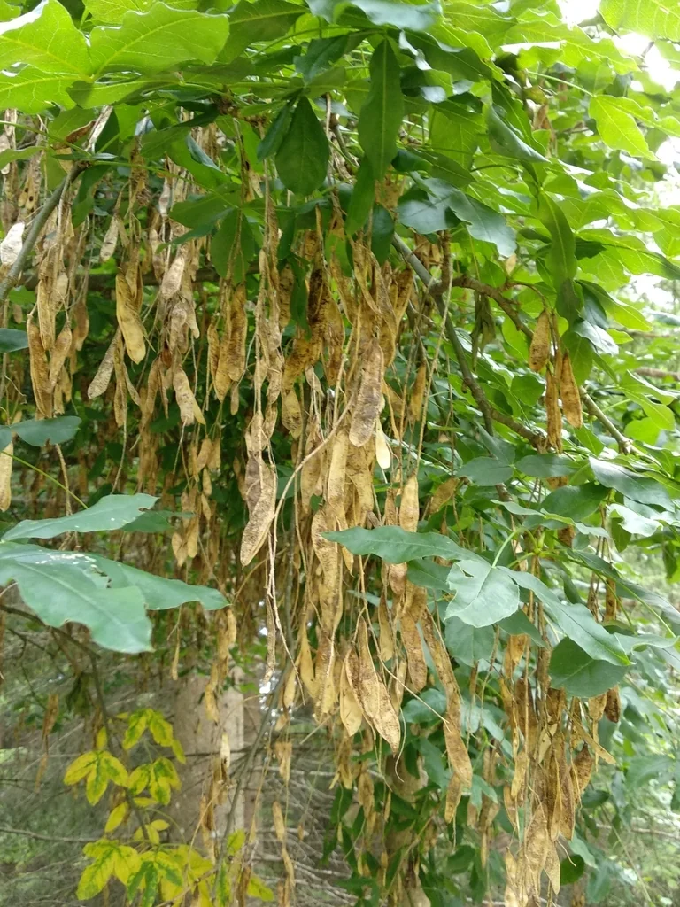 Laburnum Alpinum