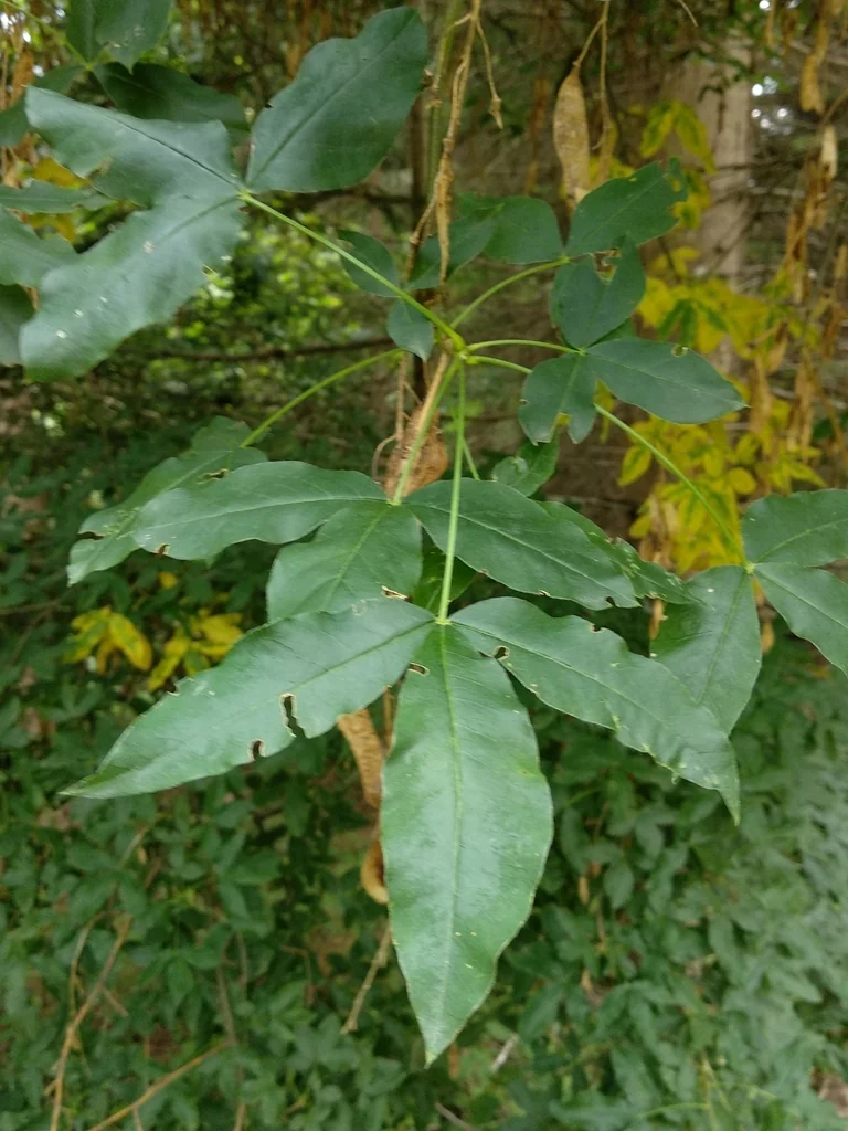 Laburnum Alpinum