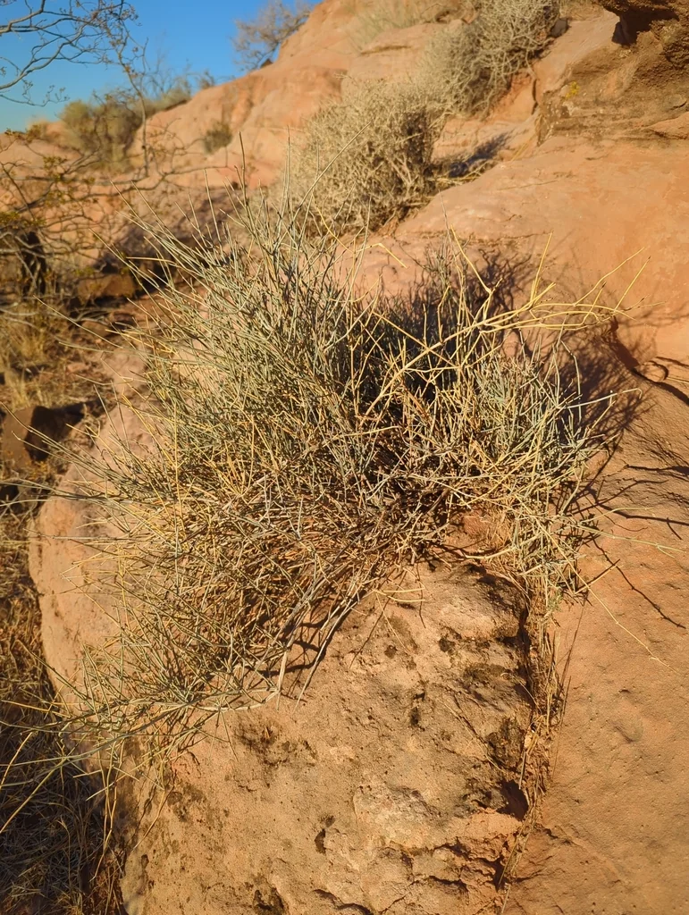 Ephedra Nevadensis
