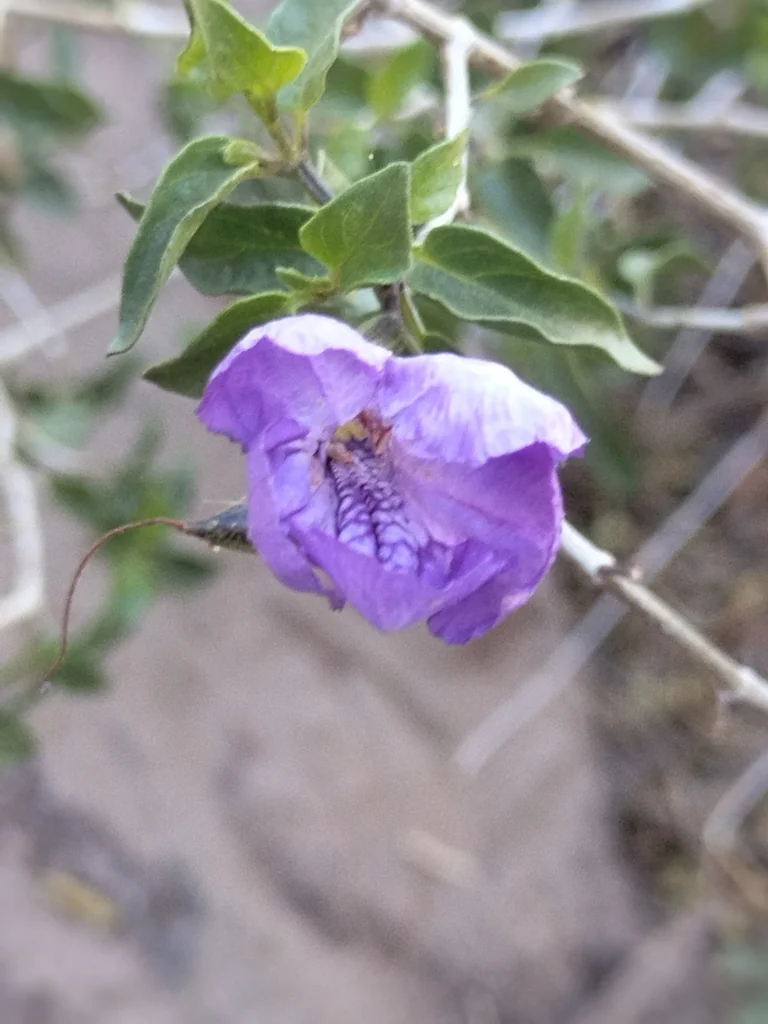 Ruellia Californica