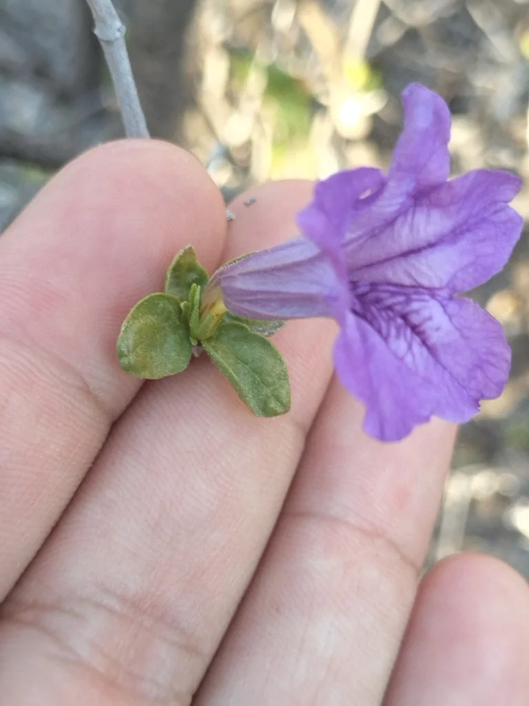 Ruellia Californica