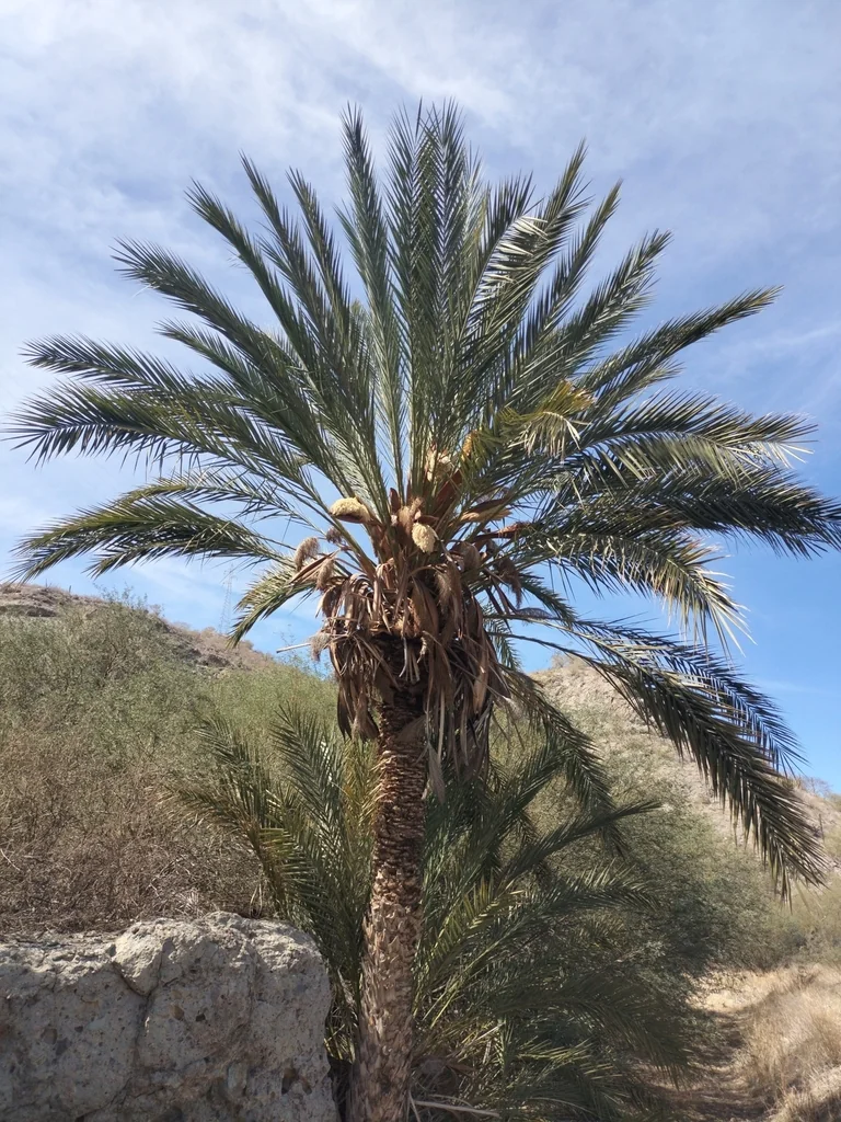 Phoenix Dactylifera