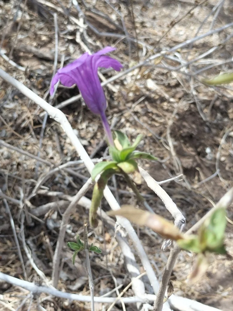 Ruellia Californica
