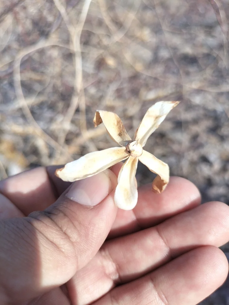 Merremia Aurea