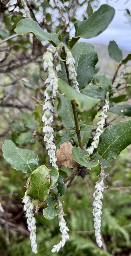 Garrya elliptica