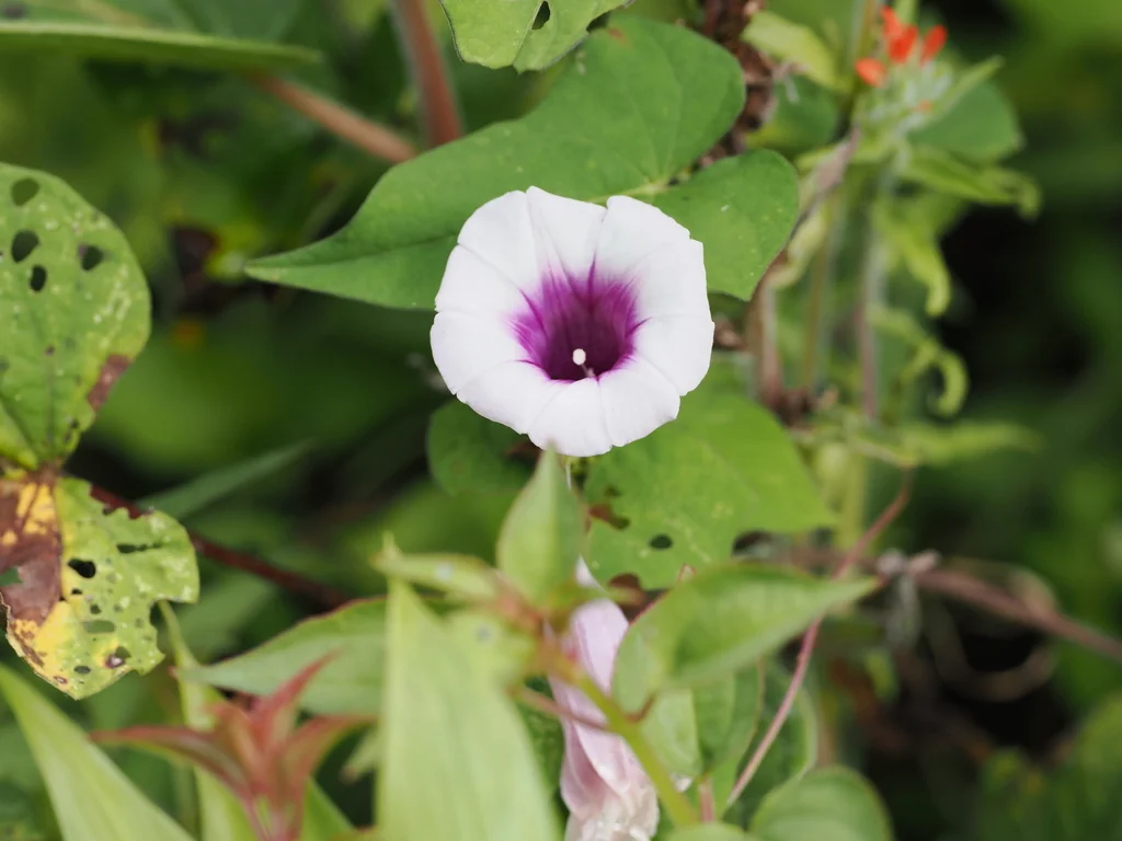 Ipomoea batatas