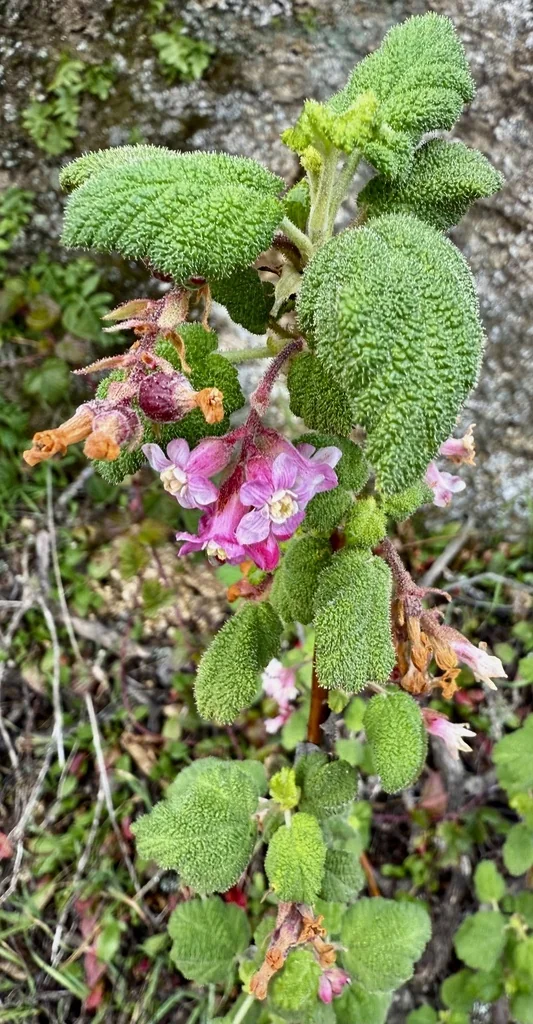 Ribes Malvaceum
