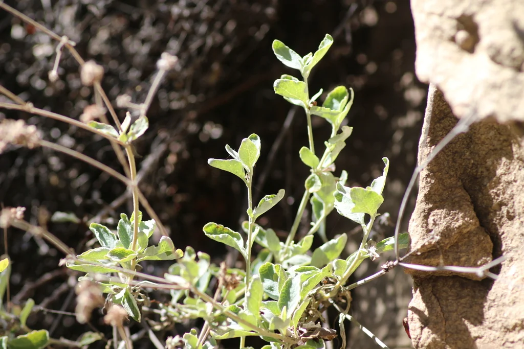 Eriogonum Cinereum