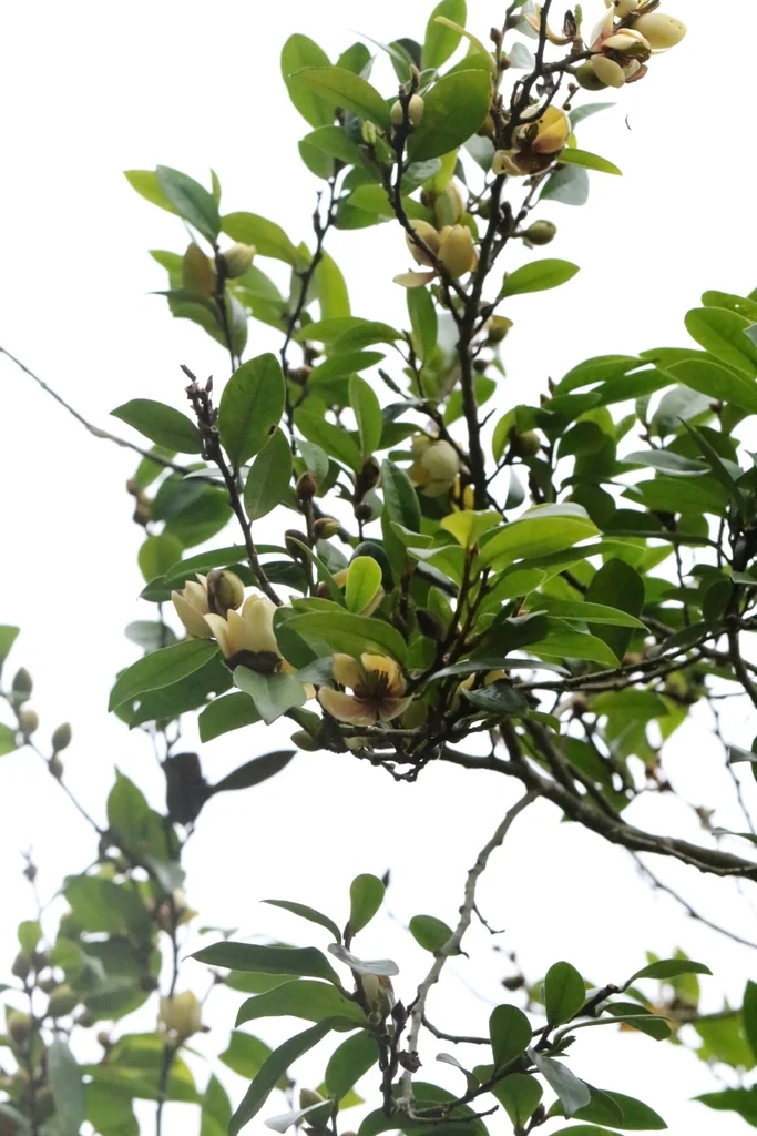 Magnolia Figo