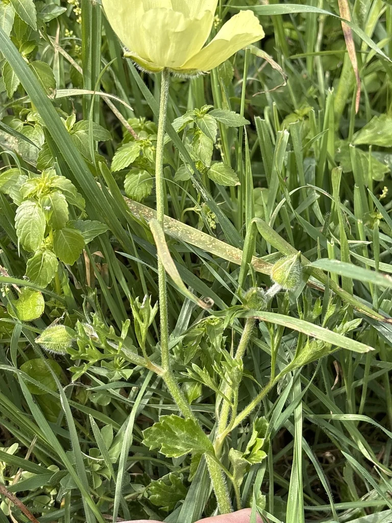 Ranunculus Asiaticus