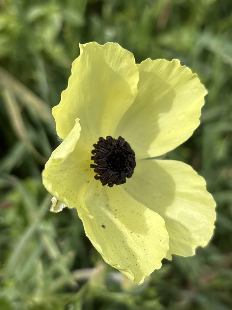 Ranunculus Asiaticus
