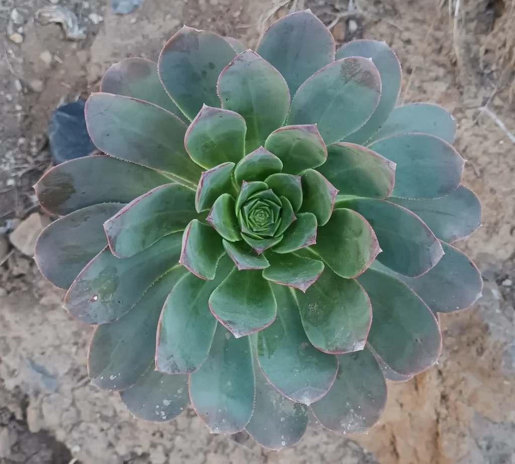 Aeonium Urbicum