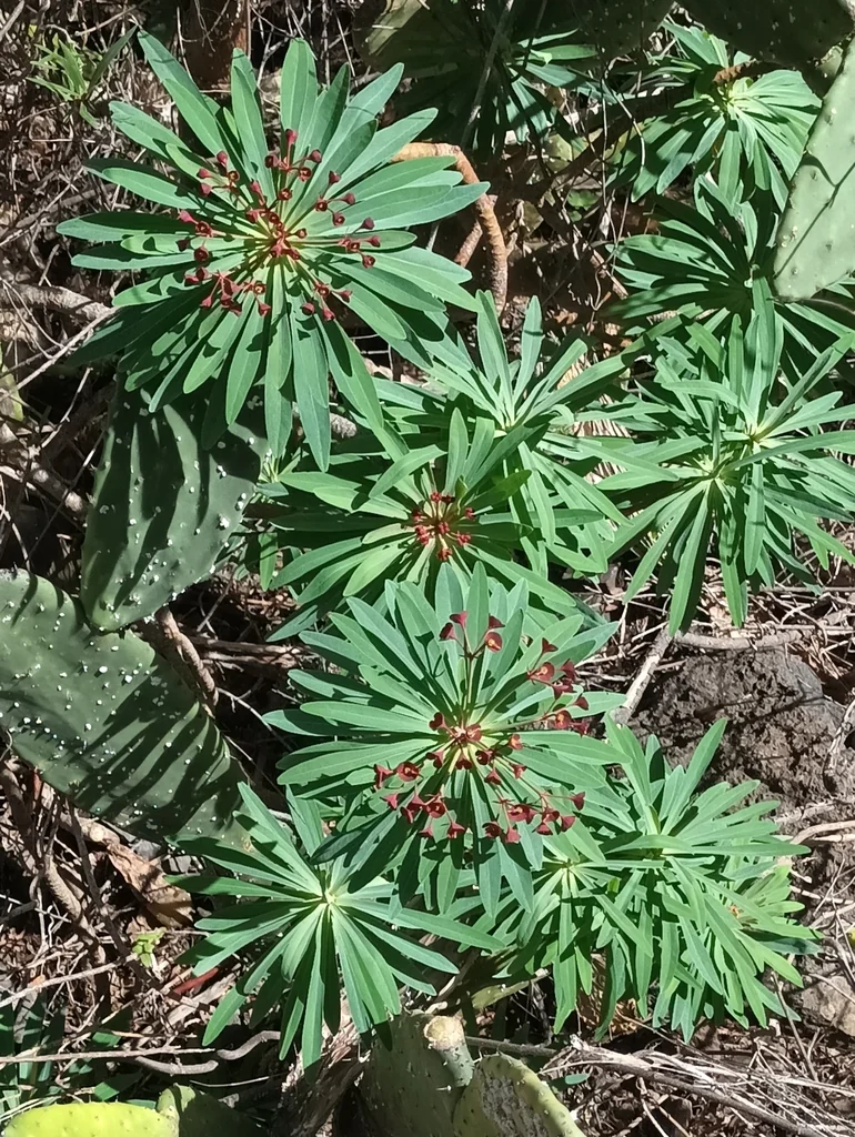Euphorbia Atropurpurea