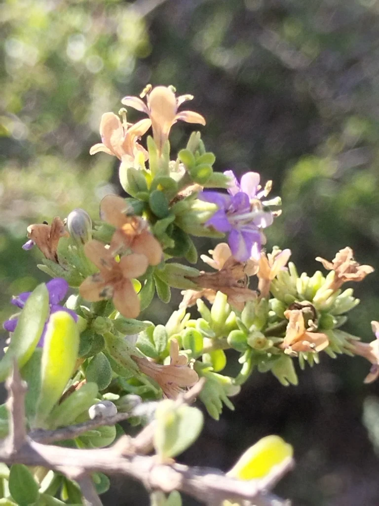 Lycium Brevipes