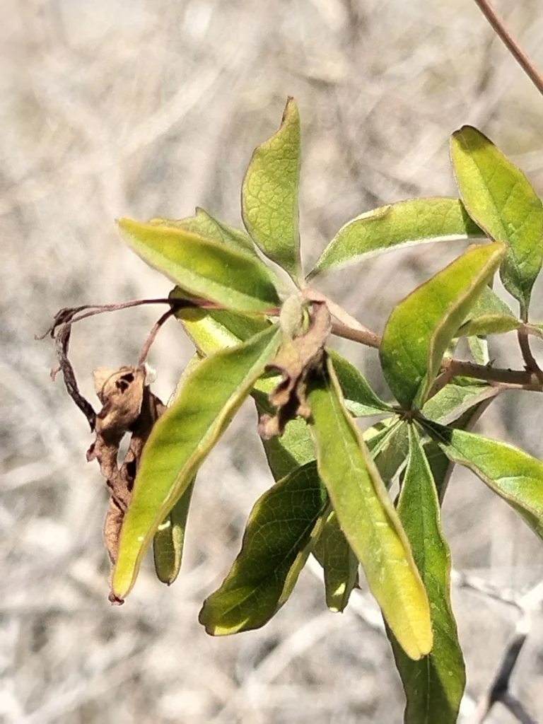 Merremia Aurea