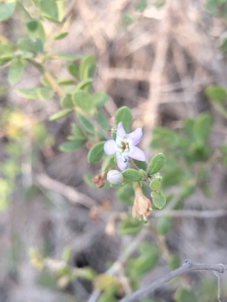 Lycium Brevipes
