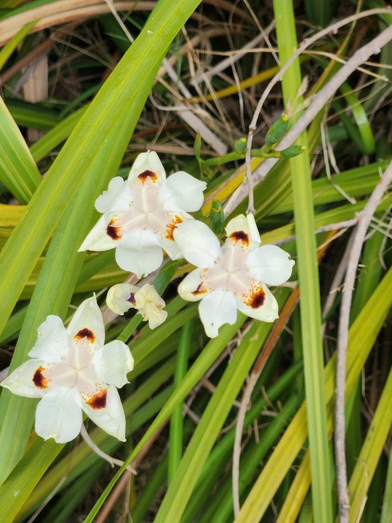 Dietes Bicolor