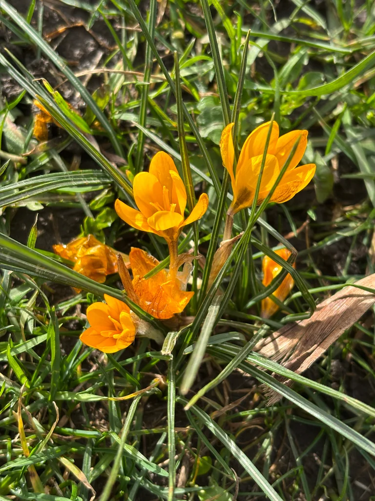 Crocus Chrysanthus