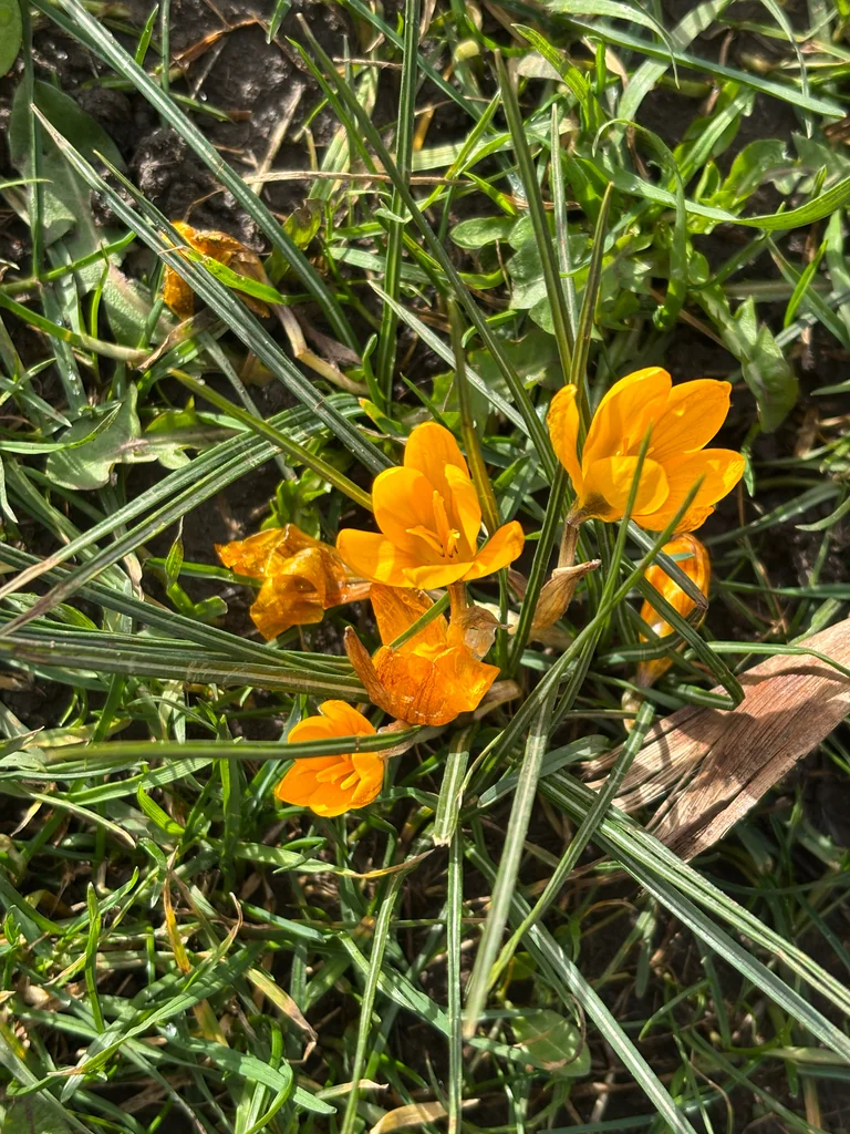 Crocus Chrysanthus