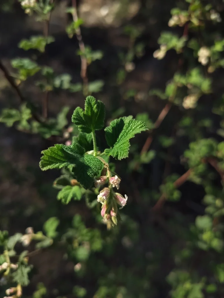 Ribes Indecorum