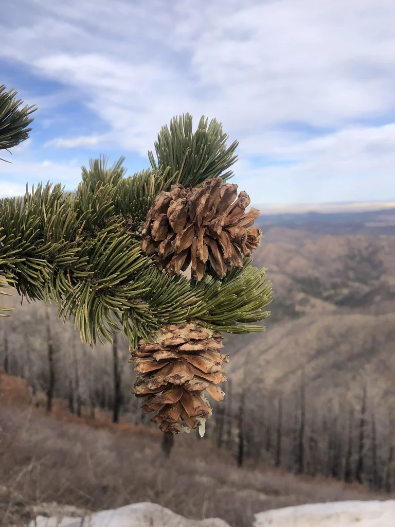 Pinus Aristata