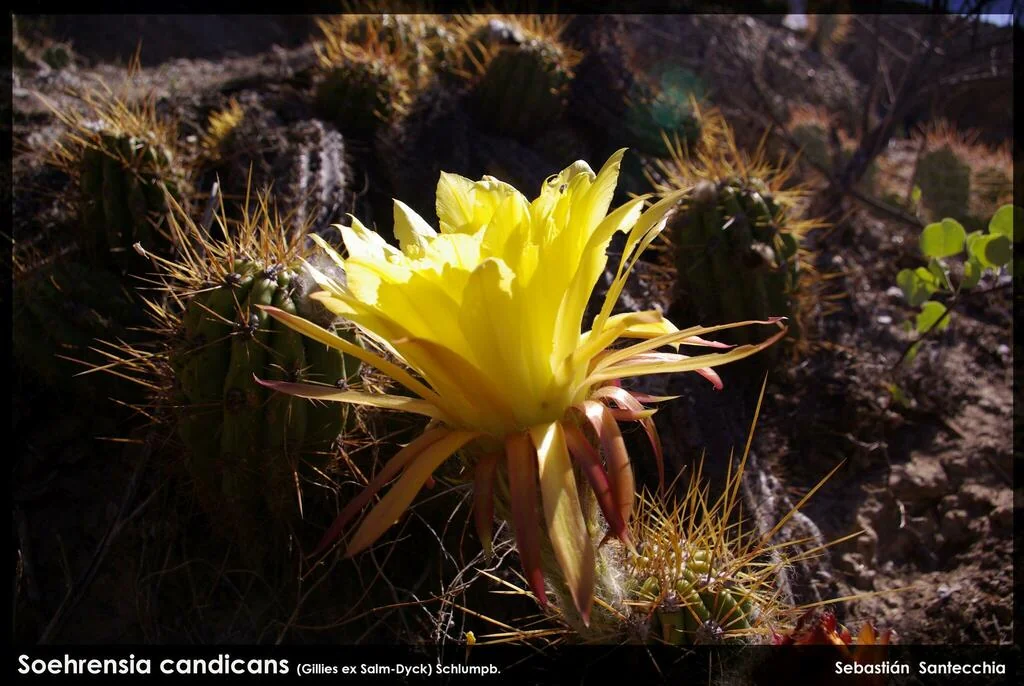 Echinopsis Candicans