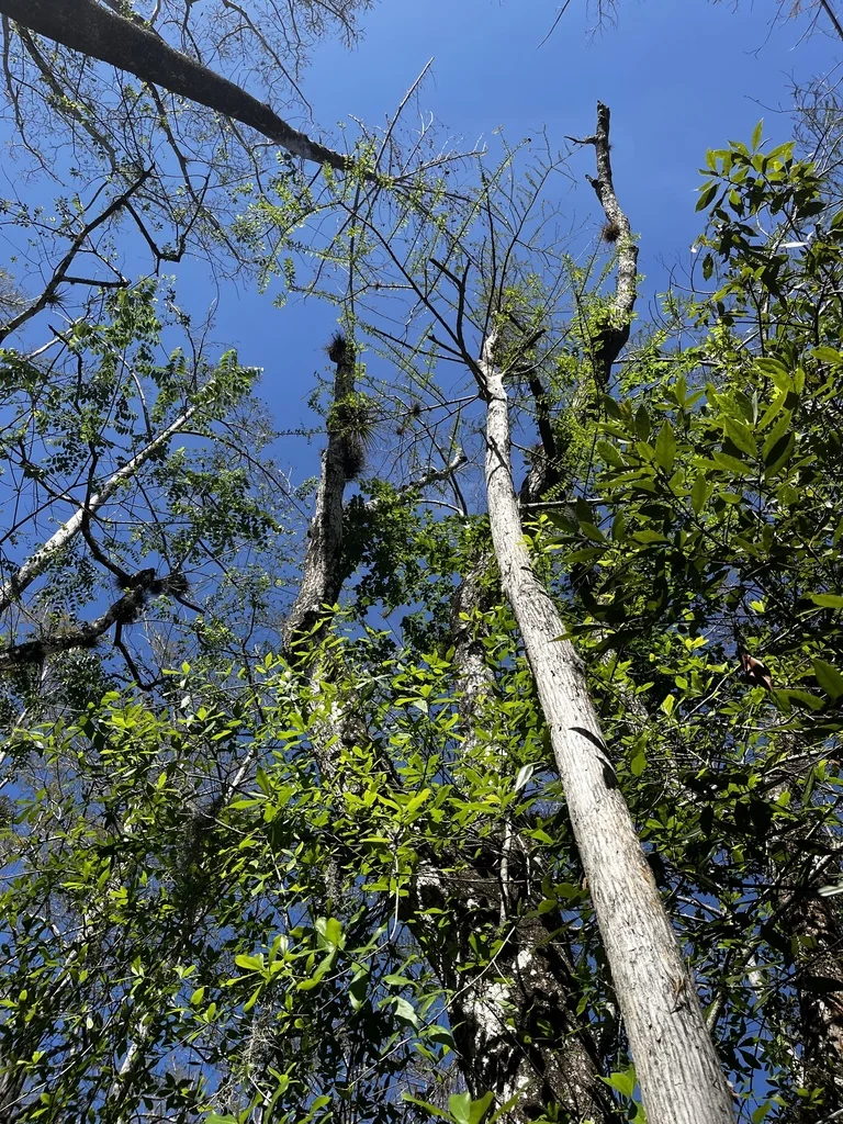 Taxodium Ascendens