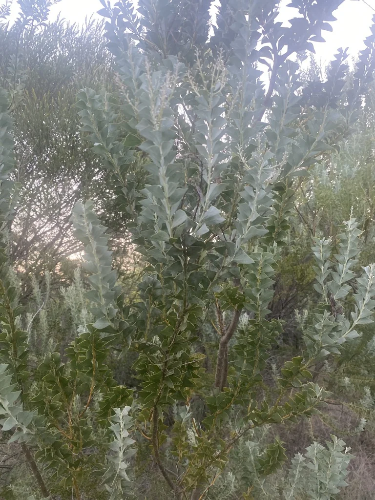 Acacia Podalyriifolia