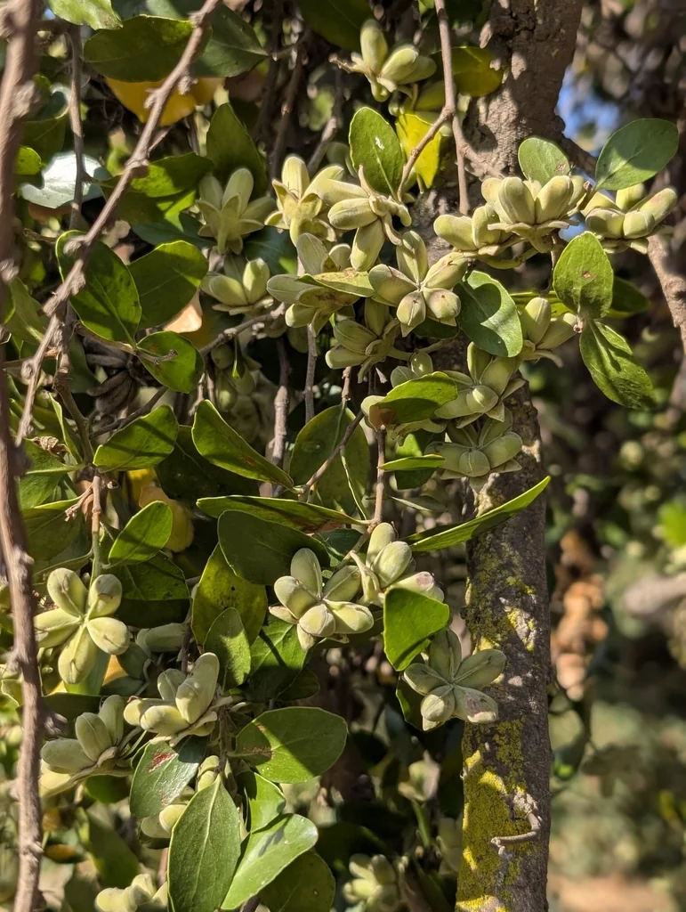Quillaja Saponaria