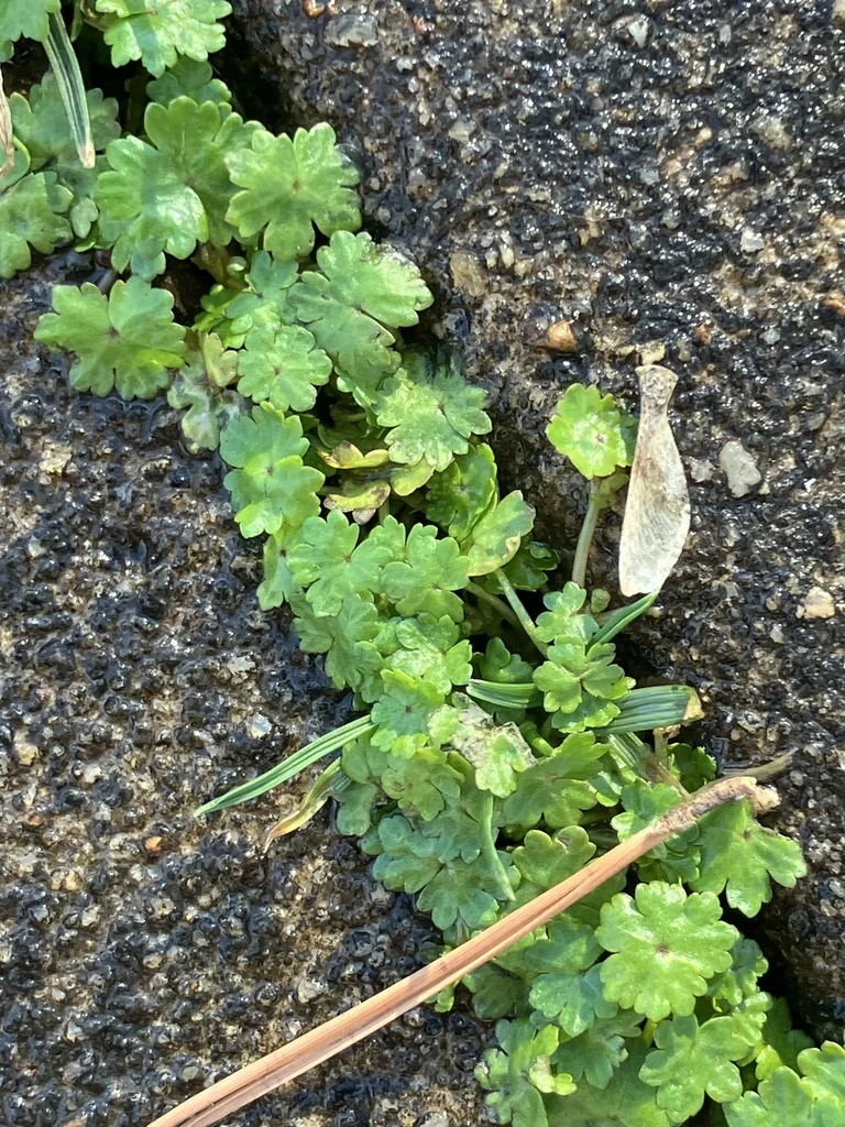 Hydrocotyle Sibthorpioides