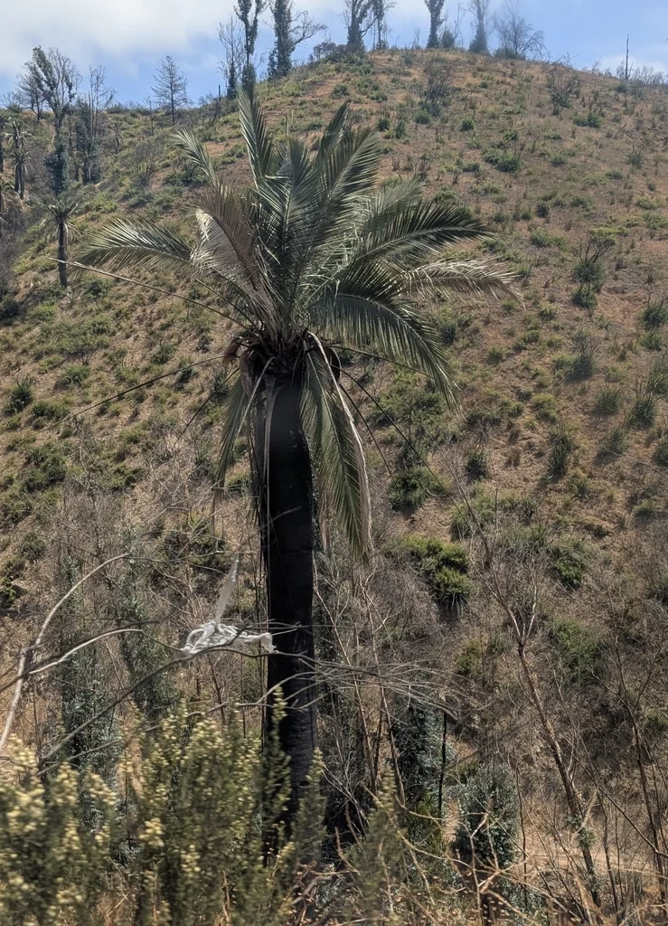 Jubaea Chilensis
