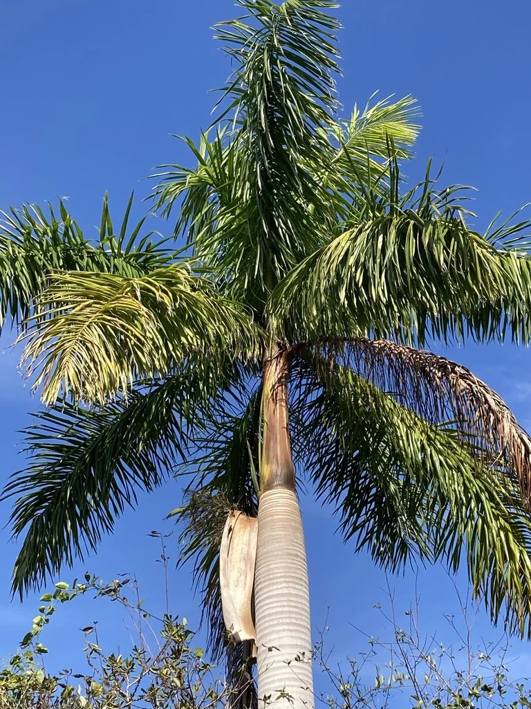 Roystonea Regia