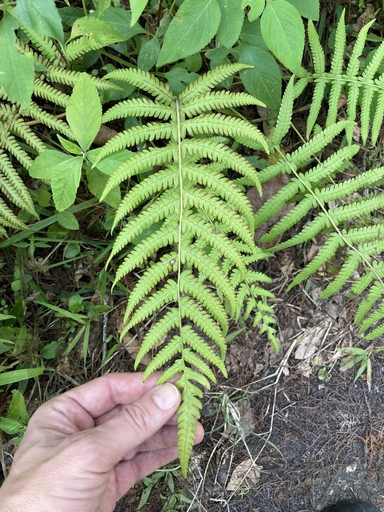 Thelypteris Normalis