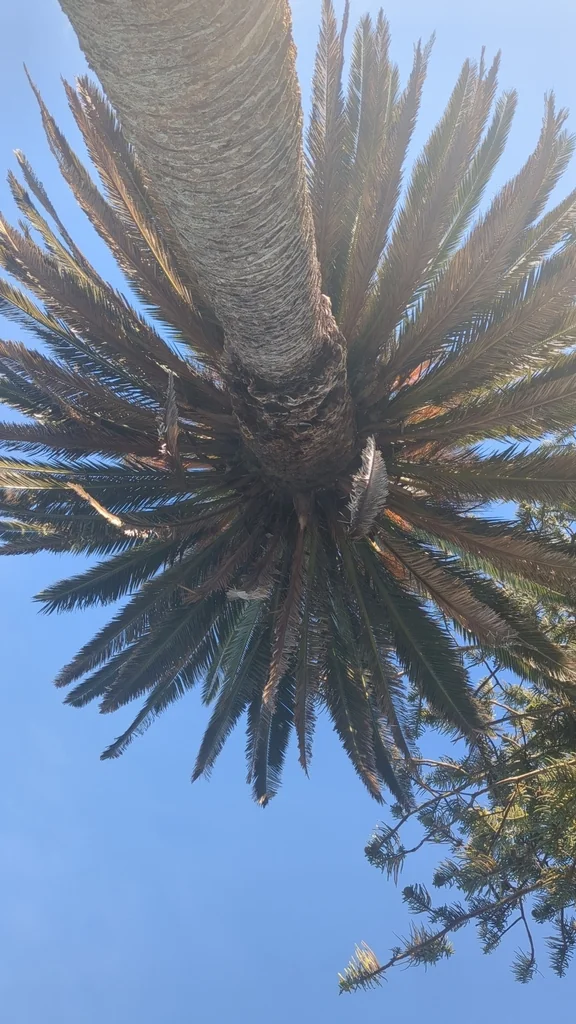 Phoenix Canariensis