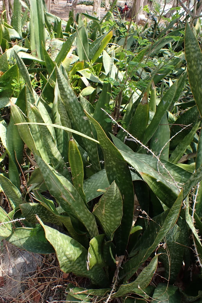 Sansevieria Trifasciata