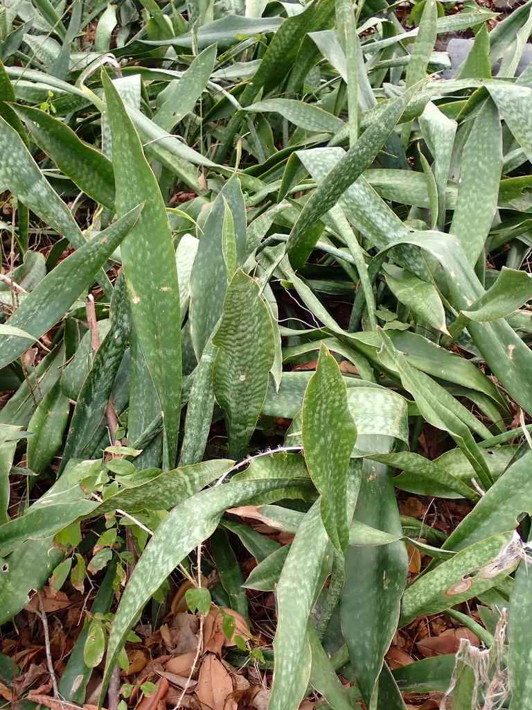 Sansevieria Trifasciata