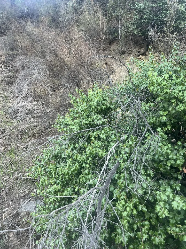 Prunus Ilicifolia Ssp. Ilicifolia