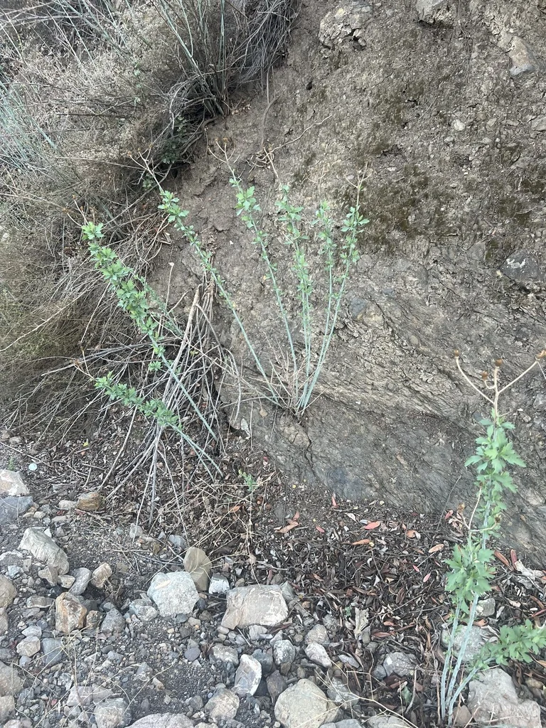Romneya Coulteri
