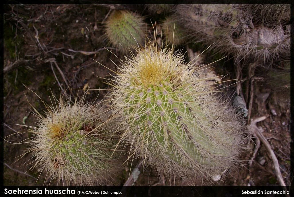 Echinopsis Huascha