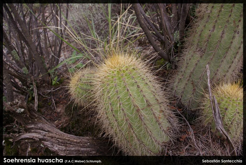 Echinopsis Huascha