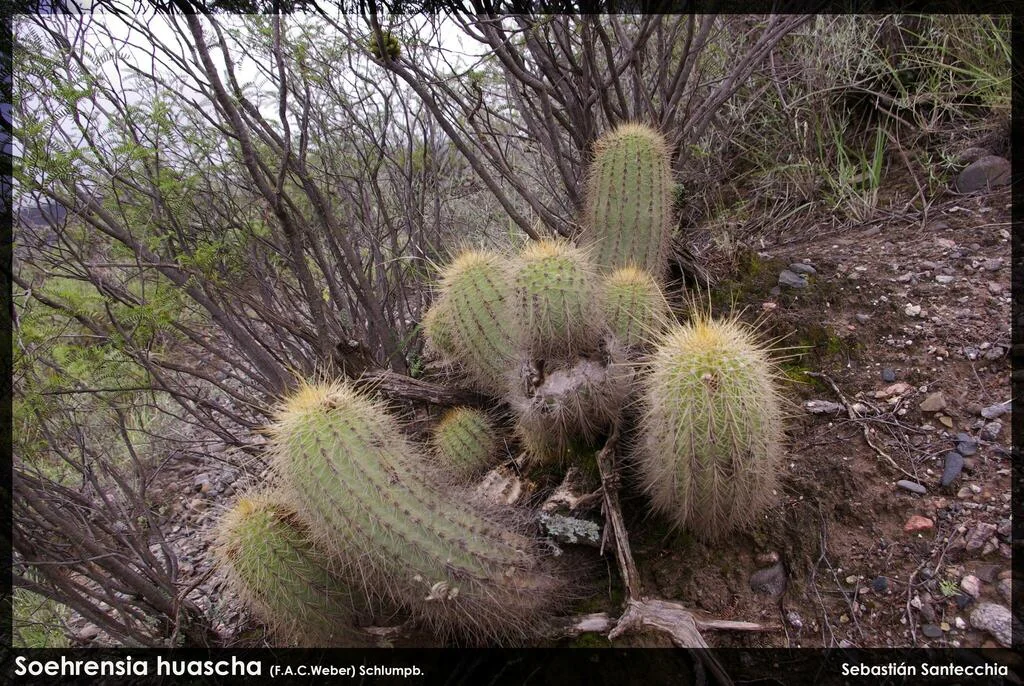 Echinopsis Huascha