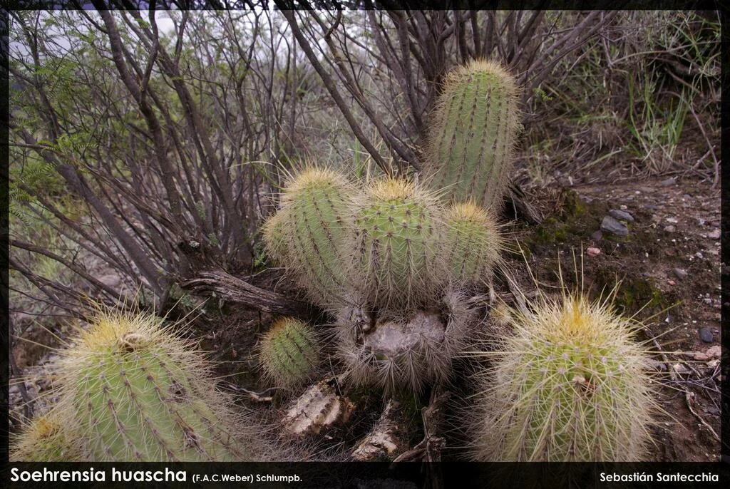 Echinopsis Huascha