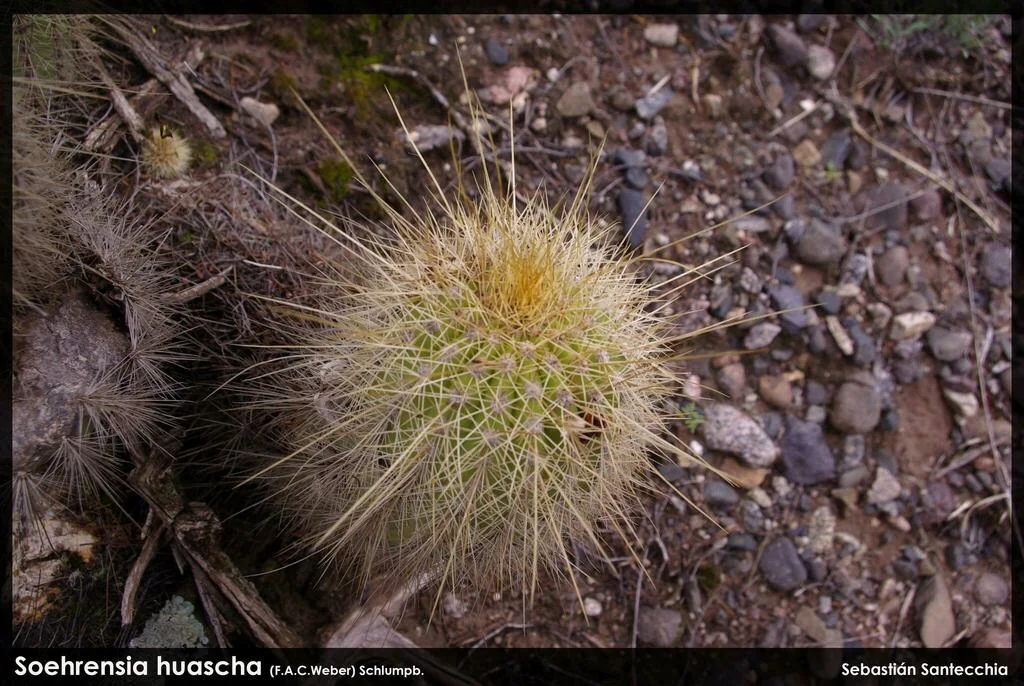 Echinopsis Huascha