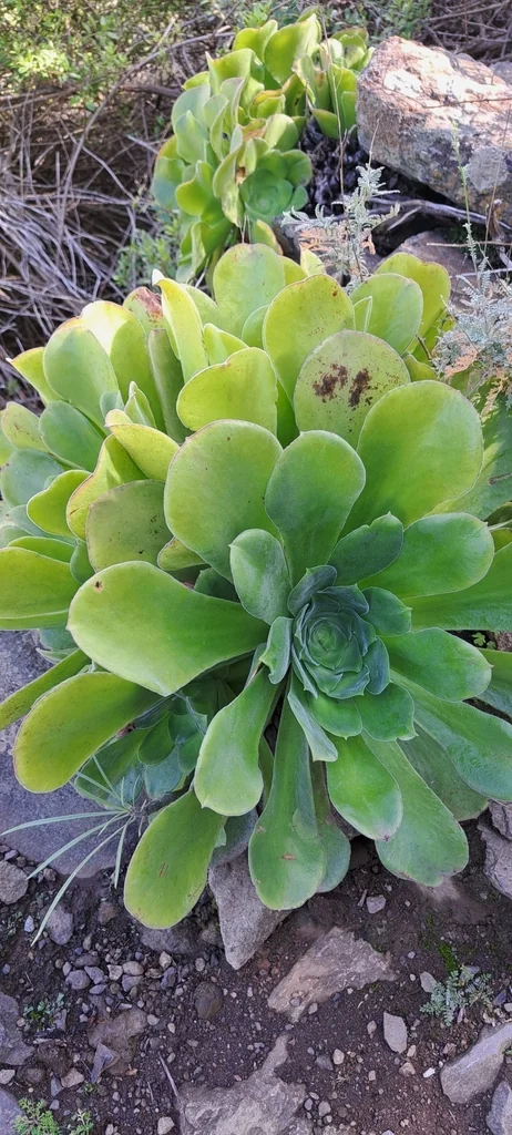 Aeonium Canariense