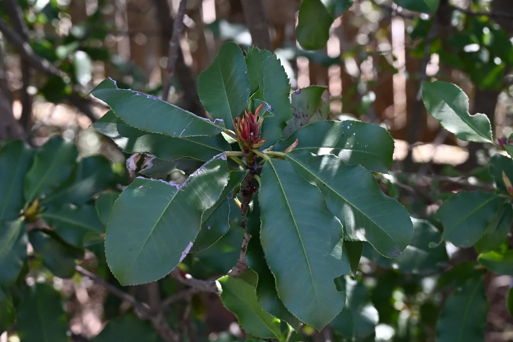 Photinia Serratifolia