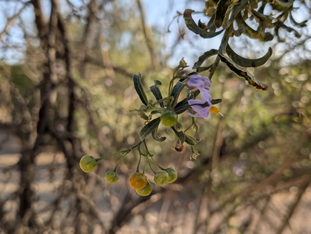 Solanum Crispum