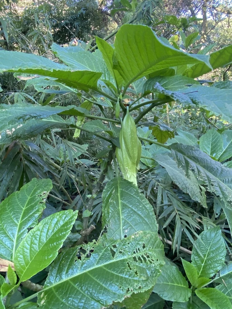 Brugmansia Suaveolens